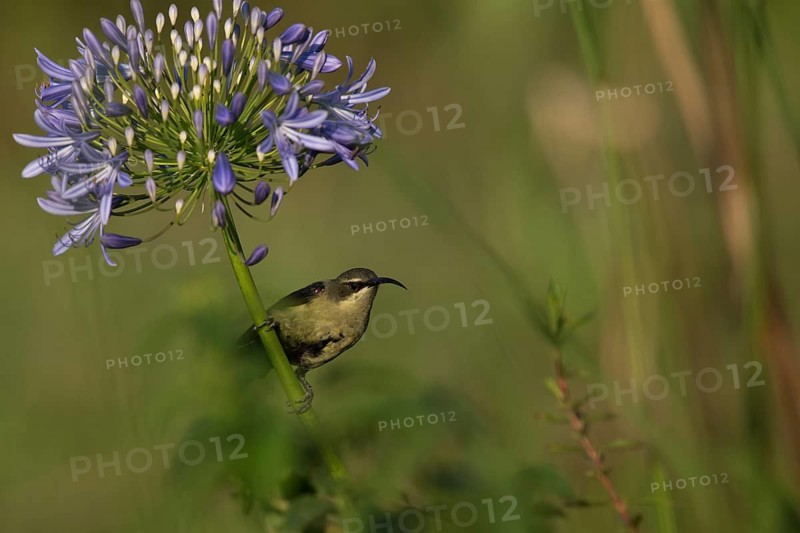 Tacazze Sunbird (Nectarinia tacazze) male perched on a flowering plant, Bonga, Ethiopia