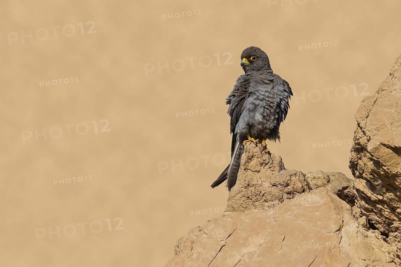 Sooty Falcon (Falco concolor), Eilat, Israel