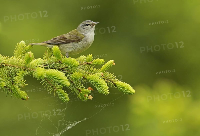 Tennessee Warbler (Leiothlypis peregrina), Alberta, Canada
