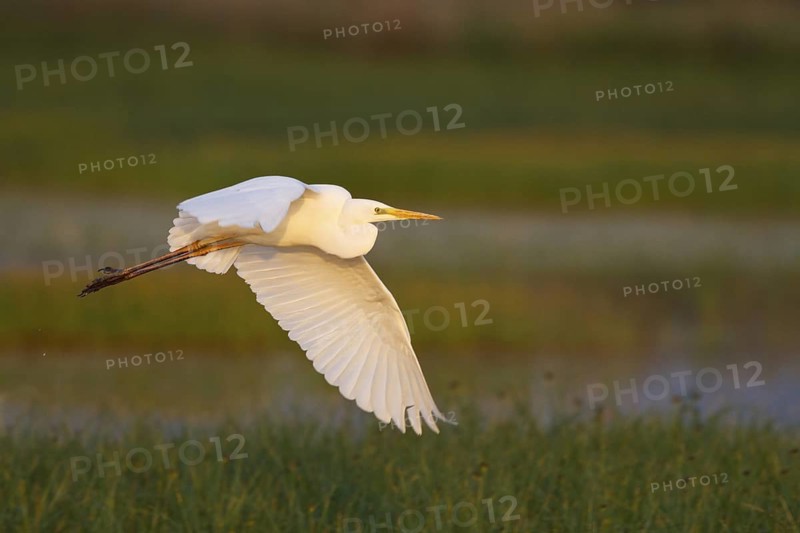 Great Egret (Ardea alba) flying, Greece