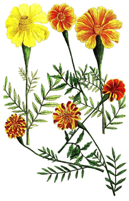 Botany, plants, Tagetes indica, student flower, Tagetes