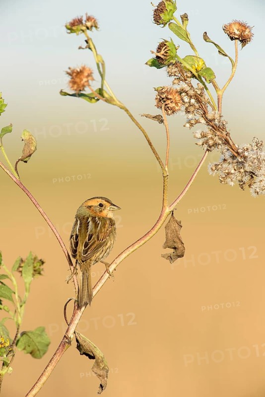 Nelson's Sparrow (Ammodramus nelsoni), Texas, USA