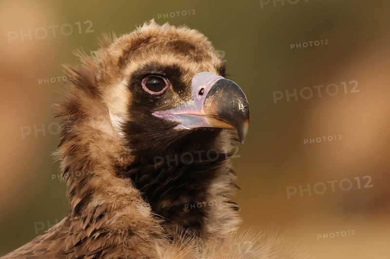 Detailed portrait of a Cinereous Vulture, showcasing its striking features and dark eyes, set against a soft, out-of-focus backdrop