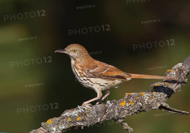 Brown Thrasher (Toxostoma rufum), Michigan, USA