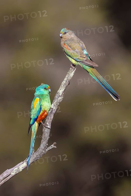 Mulga Parrot (Psephotellus varius) pair perched on a branch, Victoria, Australia