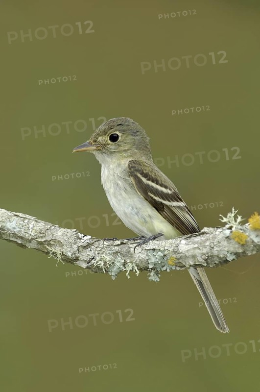 Acadian Flycatcher (Empidonax virescens), Texas, USA