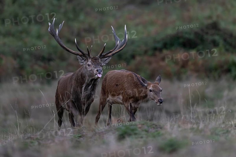 Red deer at the rutting 2025, London, Great Britain