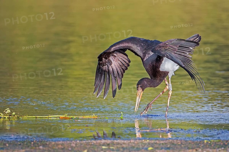 Black Stork (Ciconia nigra) juvenile foraging, Saxony-Anhalt, Germany