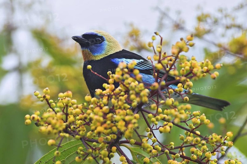 Golden-hooded Tanager (Tangara larvata), Costa Rica