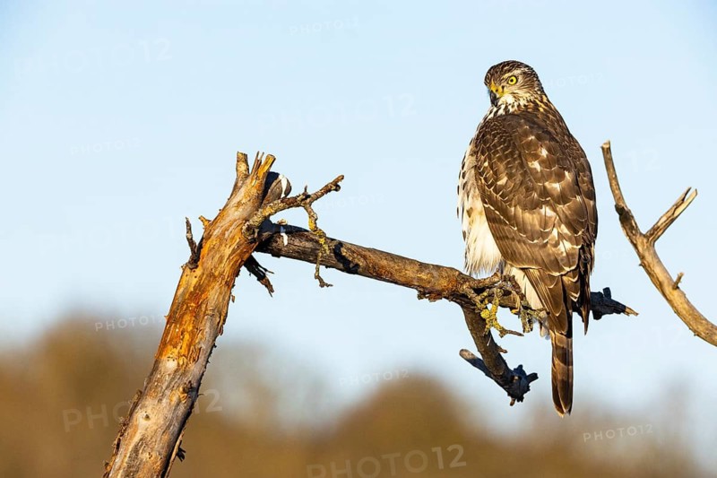 Goshawk (Accipiter gentilis) juv Germany