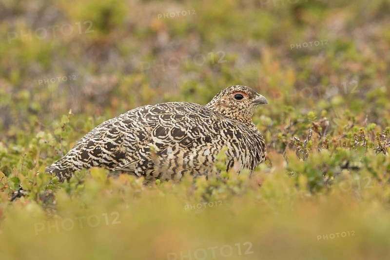Willow Ptarmigan (Lagopus lagopus) female, Norway