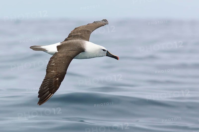 Atlantic Yellow-nosed Albatross (Thalassarche chlororhynchos) flying, Victoria, Australia, Australia
