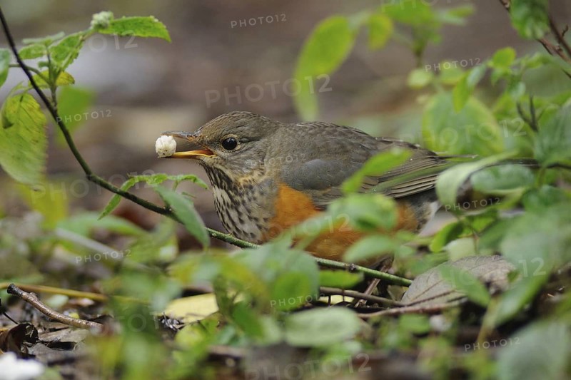 Grey-backed Thrush (Turdus hortulorum) foraging, Poyang Lake, China