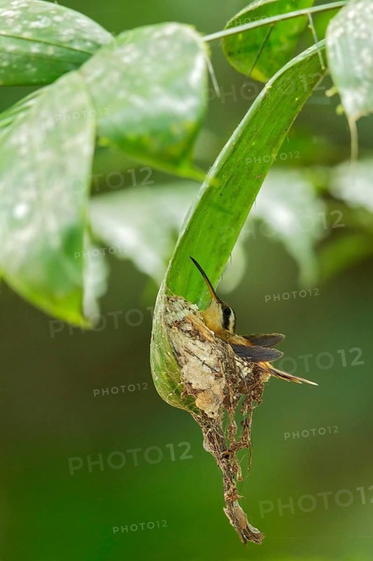 Reddish Hermit (Phaethornis ruber) sitting on its nest in the rainforest of Guyana
