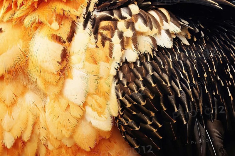 Close-up of a bearded vulture's vibrant plumage showcasing intricate feather patterns, captured in the Pyrenees. The detail highlights its natural beauty