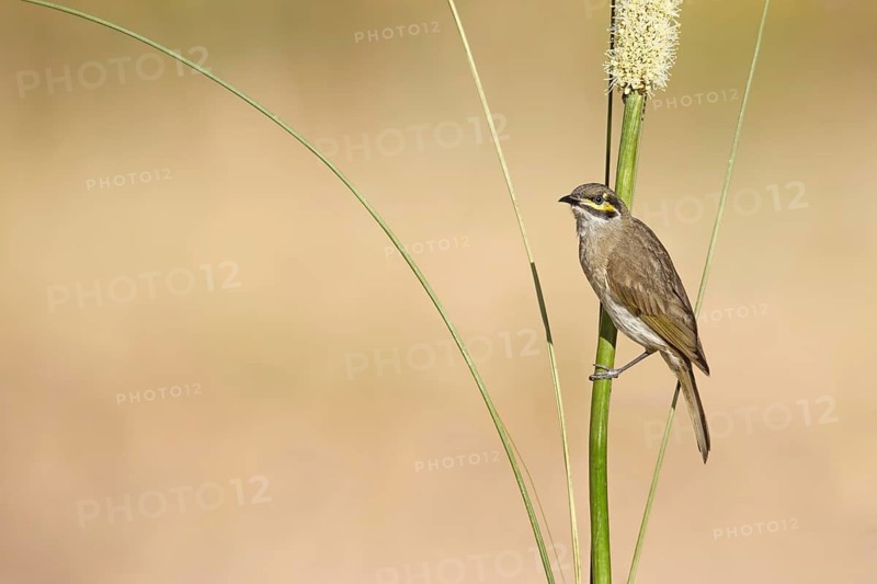 Yellow-faced Honeyeater (Caligavis chrysops) perched on a branch, Victoria, Australia