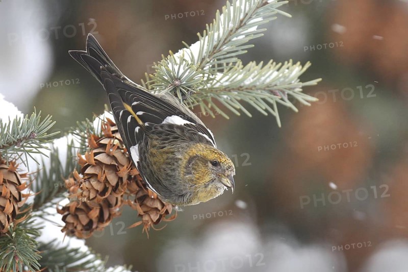 Two-barred Crossbill (Loxia leucoptera) female, Ohio, USA