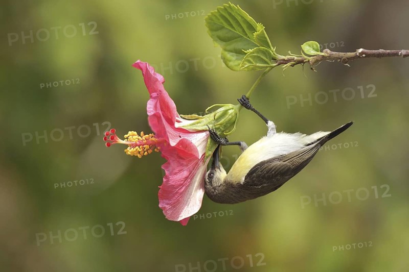 Purple-rumped Sunbird (Leptocoma zeylonica) female, Kerala, India