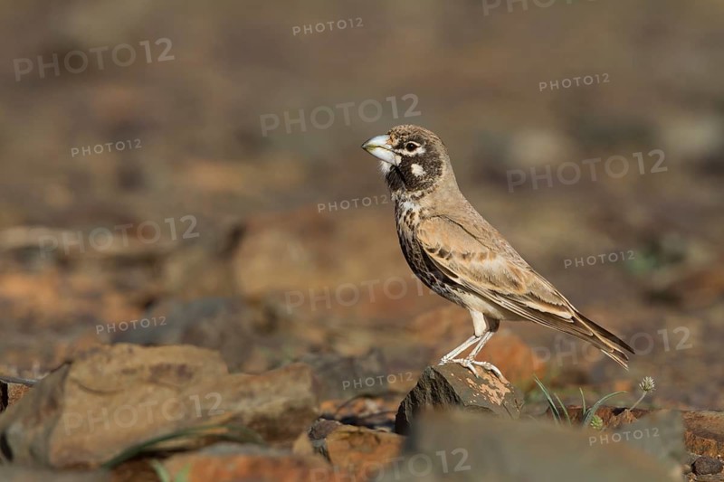 Thick-billed Lark - Knackerlerche - Rhamphocory clotbey, Morocco, male