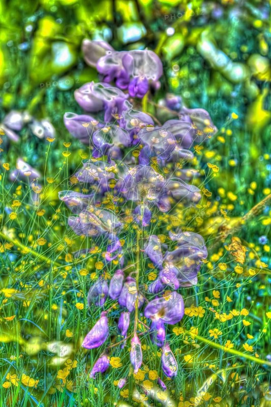 Wisterias (Wisteria), wisteria, wistaria, wisteria, wisteria, wisteria, wisteria on wildflower meadow, buttercups (Ranunculaceae), buttercups, oil painting-like shot, various bright flowers, yellow and purple flowers creative, different plants mixed, artistic shot, purple flowers alienated, plants, impressionistic art style, vivid spring atmosphere, alienation, dense flower field, bright colours, garden, bed, plants, Germany