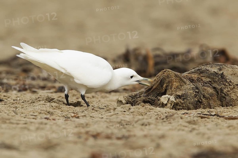 Ivory Gull (Pagophila eburnea), California, USA