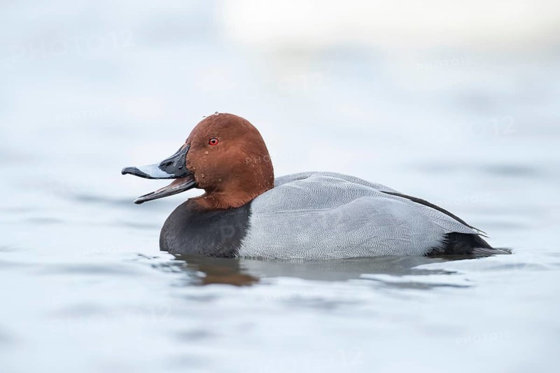 Common pochard (Aythya ferina) adult male duck calling or quacking on a lake, England, United Kingdom