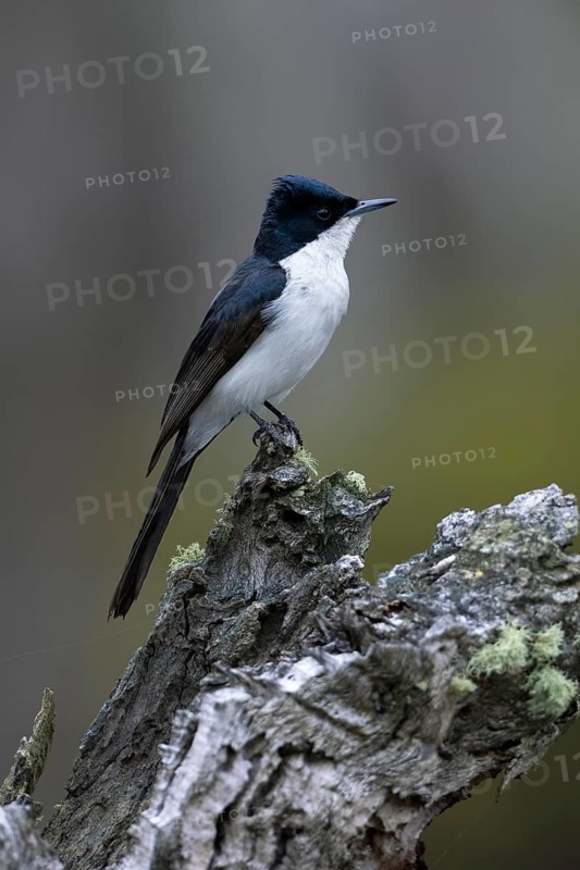 Restless Flycatcher (Myiagra inquieta) perched on a stump, Victoria, Australia