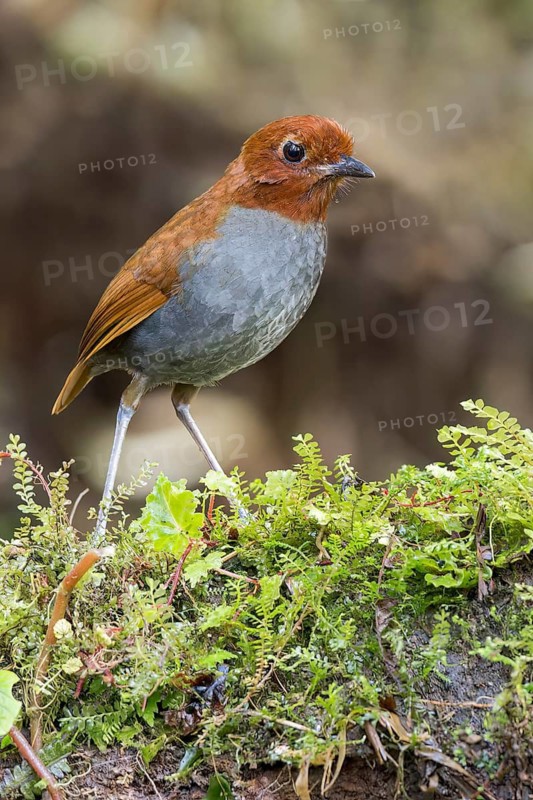 Bicolored Antpitta (Grallaria rufocinerea) perched on a branch in Colombia, South America