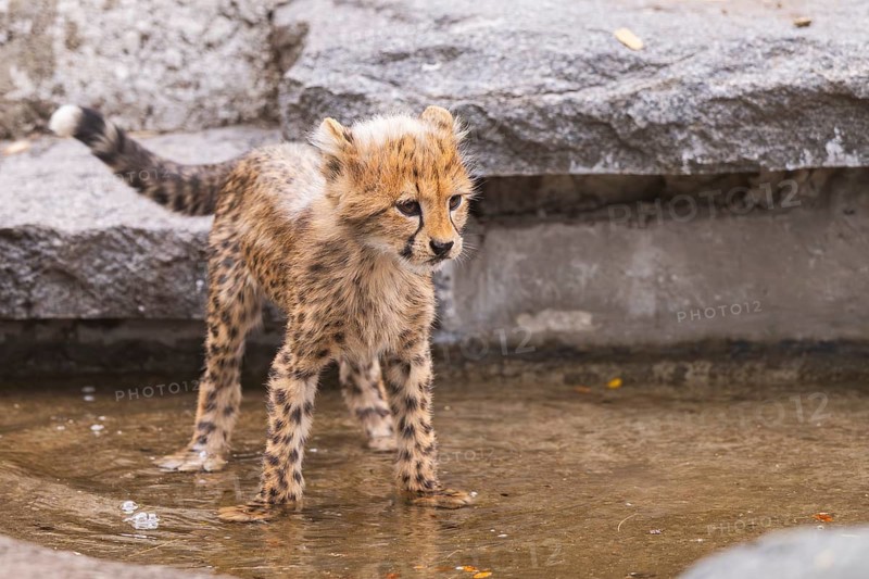 Cheetah (Acinonyx jubatus) youngster standing in the water, captive, occurrence Africa