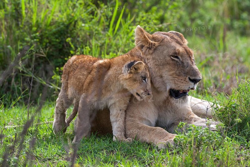 Lioness (Panthera leo) motherly love, South Africa