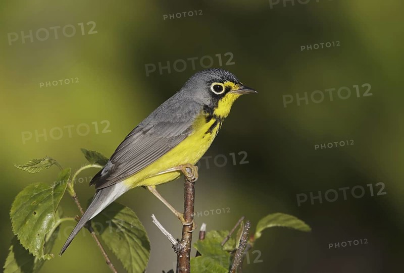 Canada Warbler (Cardellina canadensis), Maine, USA