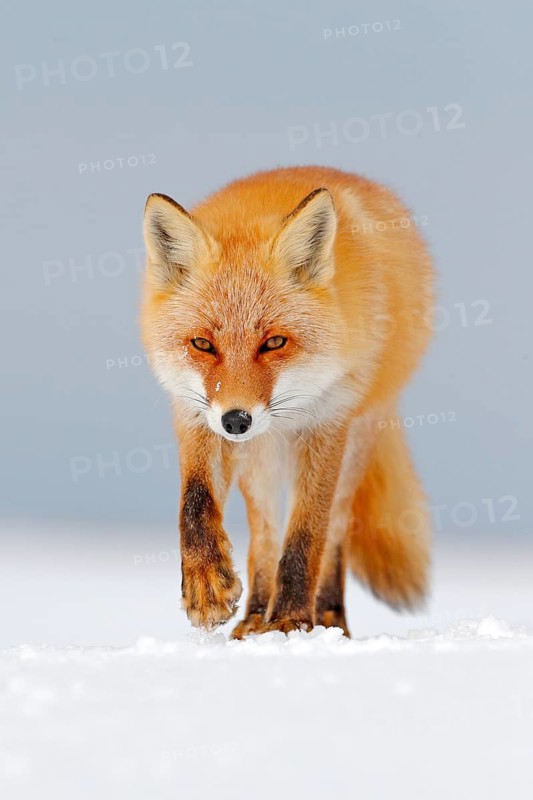 Red fox in white snow. Cold winter with orange fur fox. Hunting animal in the snowy meadow, Japan. Beautiful orange coat animal nature. Wildlife Europe. Detail close-up portrait of nice fox