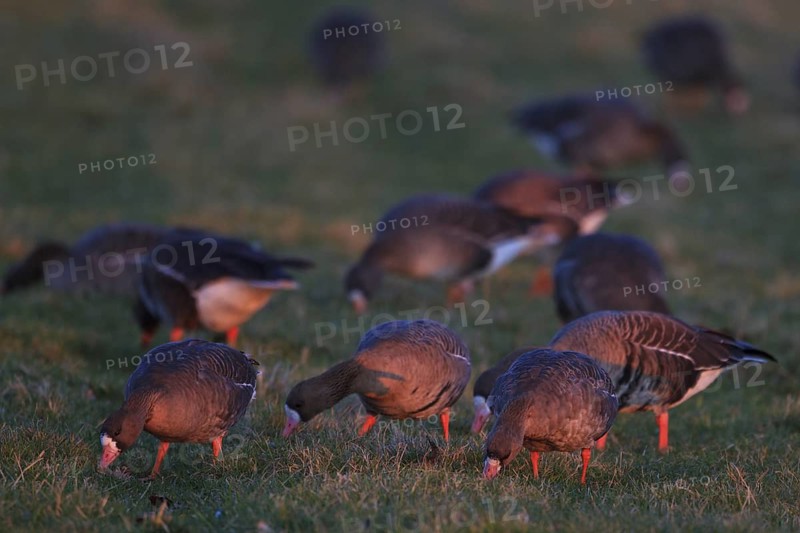 Greater White-fronted Goose (Anser albifrons) foraging, North Rhine-Westphalia, Germany