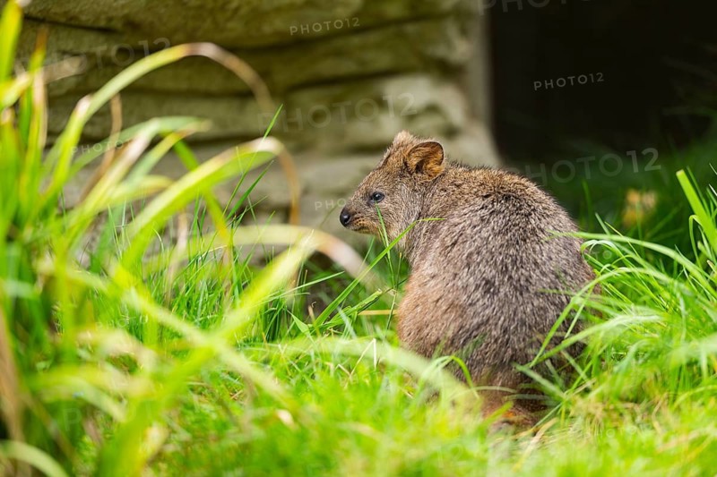 Quokka (Setonix brachyurus) kangaroo standing on a meadow, captive
