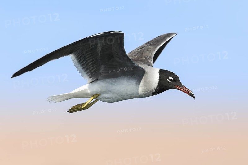White-eyed Gull (Ichthyaetus leucophthalmus) flying, Eilat, Israel