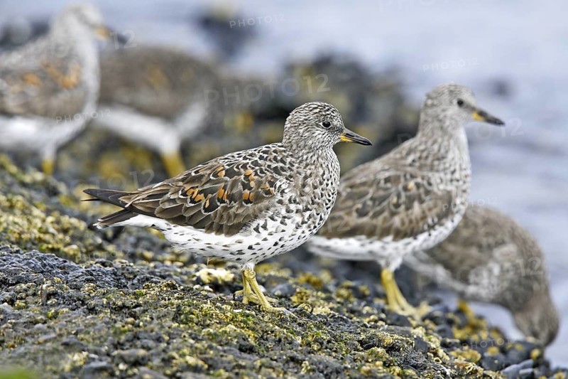 Surfbird Aphriza virgata Marina del Rey, CALIFORNIA, United States 3 April Adult in breeding plumage. Scolopacidae