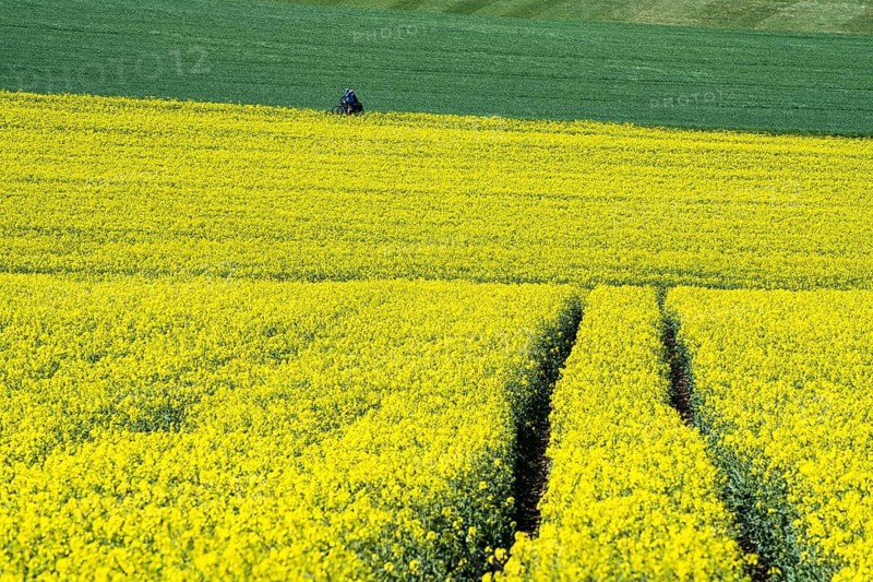 Landscape with rapeseed fields near Gewissenruh, Wesertal, Weserbergland, Hesse, Germany