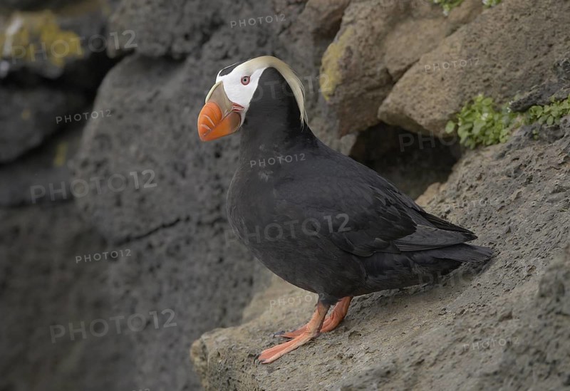 Tufted Puffin (Fratercula cirrhata), Alaska, USA