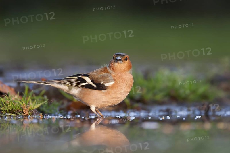 Chaffinch - Buchfink - Fringilla coelebs ssp. coelebs, Germany, adult male