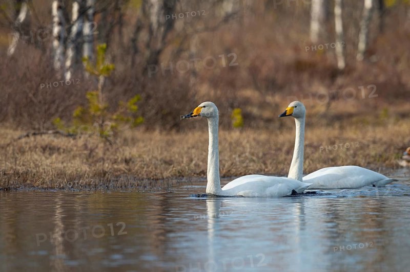 Whooper swan (Cygnus cygnus) at a lake in Sweden, Fågelsjö, Gävleborgs län, Sweden