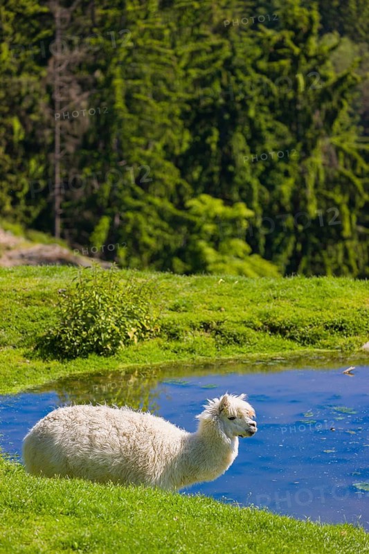 One white male Alpaca (Vicugna pacos) stands close to a pond