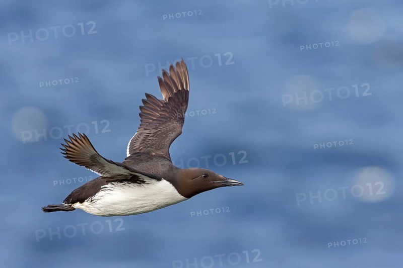 Trottellumme, Common Guillemot, Guillemot, Common Murre, Uria aalge, Guillemot de Troïl, Arao Común