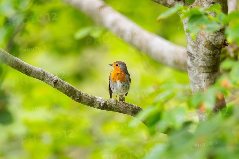 European robin (Erithacus rubecula) sitting on a branch, Bavaria, Germany