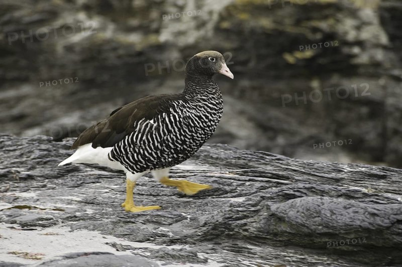 Kelp Goose (Chloephaga hybrida) female, Falkland Islands