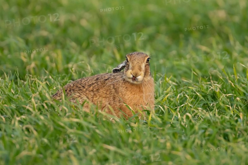 European brown hare (Lepus europaeus) adult animal in a farmland field in spring, Suffolk, England, United Kingdom