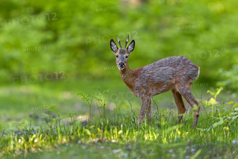 Visibly relaxed, the roebuck (Capreolus capreolus) looks in our direction, change of coat, May, Germany