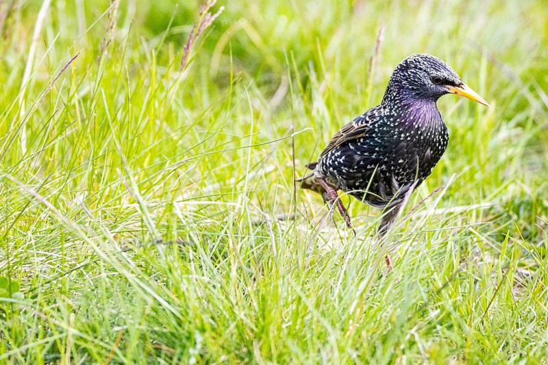 Starling (Sturnus vulgaris) Germany