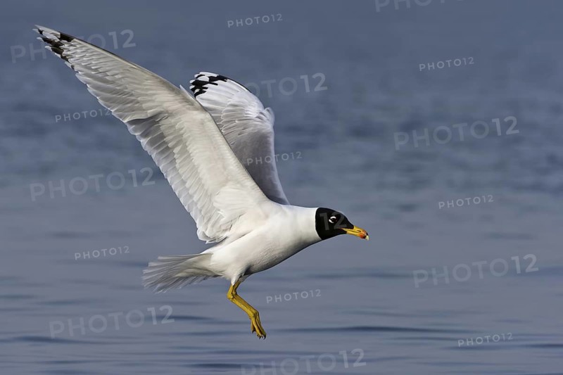 Pallas's Gull (Ichthyaetus ichthyaetus) flying, Eilat, Israel