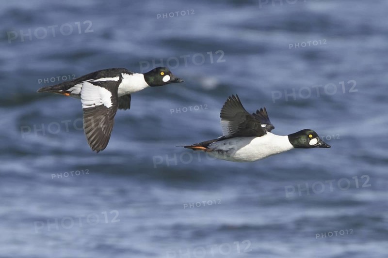 Common Goldeneye (Bucephala clangula) male flying, Manitoba, Canada