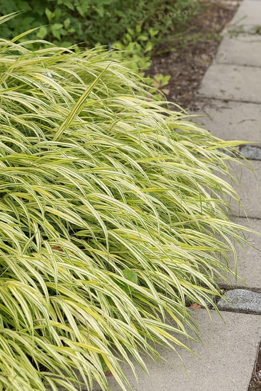 Japanese forest grass (Hakonechloa macra 'Aureola'), Weihenstephan Gardens, Federal Republic of Germany